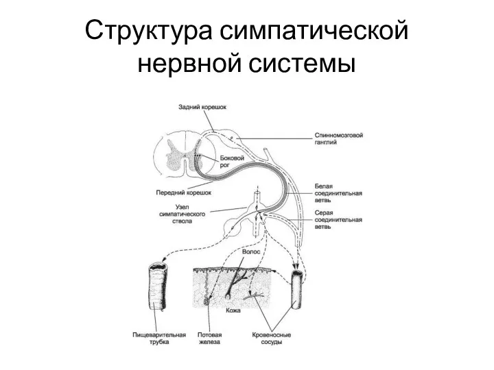 Структура симпатической нервной системы