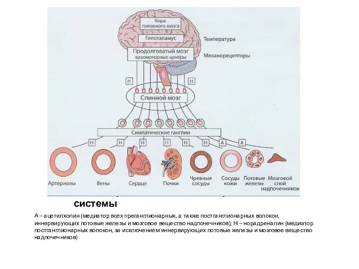 Медиаторы симпатической нервной системы А – ацетилхолин (медиатор всех преганглионарных,