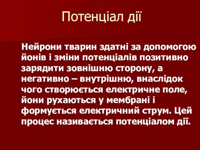 Потенціал дії Нейрони тварин здатні за допомогою йонів і зміни