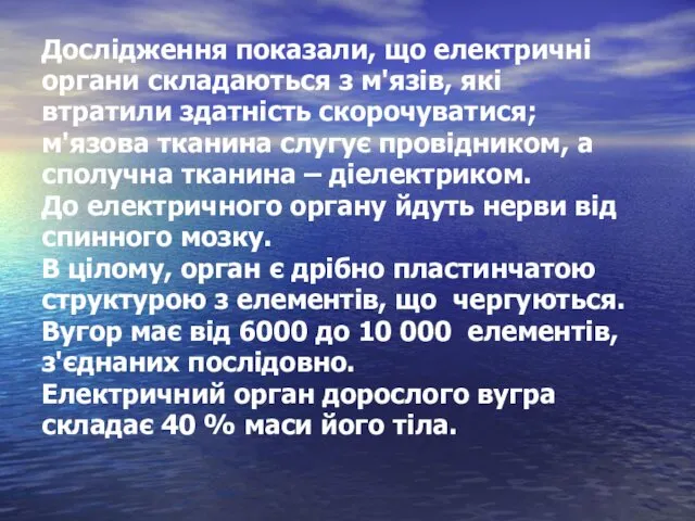 Дослідження показали, що електричні органи складаються з м'язів, які втратили