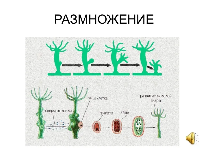 РАЗМНОЖЕНИЕ