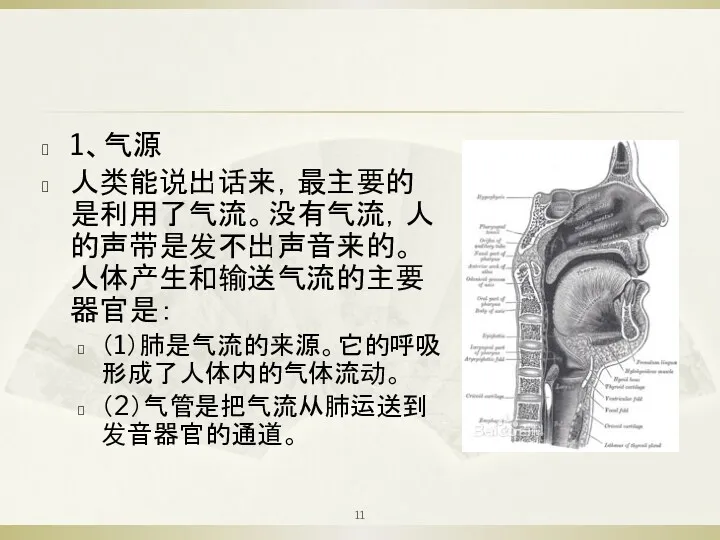 1、气源 人类能说出话来，最主要的是利用了气流。没有气流，人的声带是发不出声音来的。人体产生和输送气流的主要器官是： （1）肺是气流的来源。它的呼吸形成了人体内的气体流动。 （2）气管是把气流从肺运送到发音器官的通道。