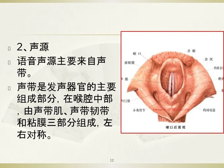 2、声源 语音声源主要来自声带。 声带是发声器官的主要组成部分，在喉腔中部，由声带肌、声带韧带和粘膜三部分组成，左右对称。