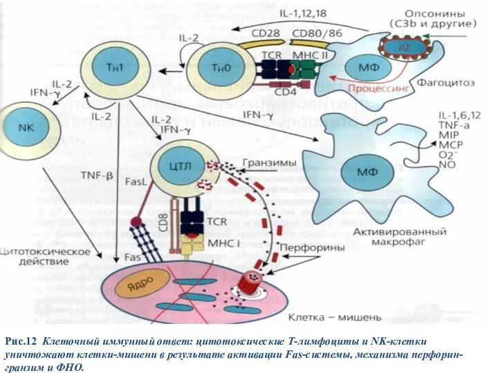 Рис.12 Клеточный иммунный ответ: цитотоксические Т-лимфоциты и NK-клетки уничтожают клетки-мишени