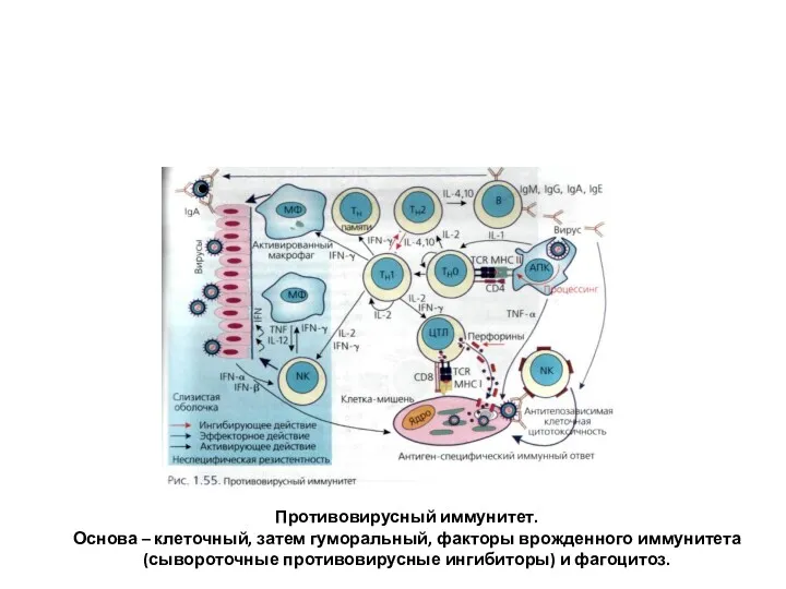 Противовирусный иммунитет. Основа – клеточный, затем гуморальный, факторы врожденного иммунитета (сывороточные противовирусные ингибиторы) и фагоцитоз.