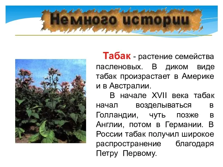 Табак - растение семейства пасленовых. В диком виде табак произрастает