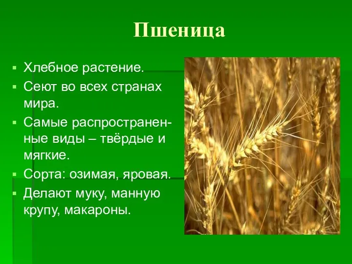 Пшеница Хлебное растение. Сеют во всех странах мира. Самые распространен-ные