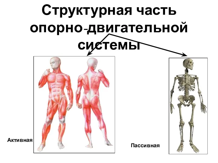 Структурная часть опорно-двигательной системы Активная Пассивная