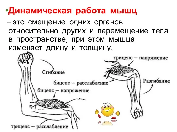 Динамическая работа мышц – это смещение одних органов относительно других