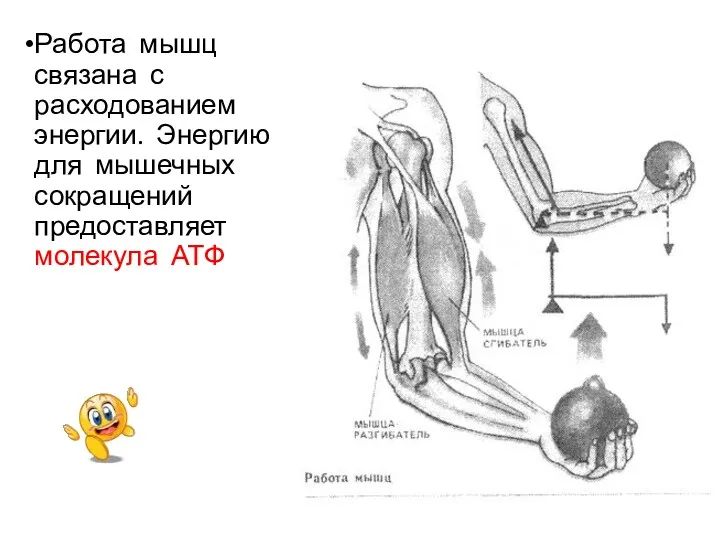 Работа мышц связана с расходованием энергии. Энергию для мышечных сокращений предоставляет молекула АТФ