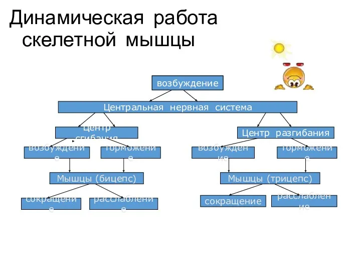 Динамическая работа скелетной мышцы возбуждение Центральная нервная система Центр сгибания