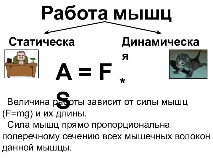 Работа мышц Статическая Динамическая A = F * S Величина