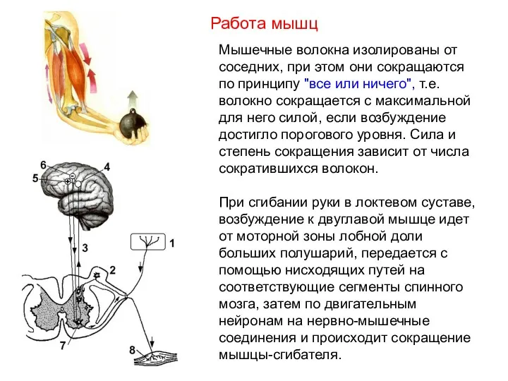 Мышечные волокна изолированы от соседних, при этом они сокращаются по