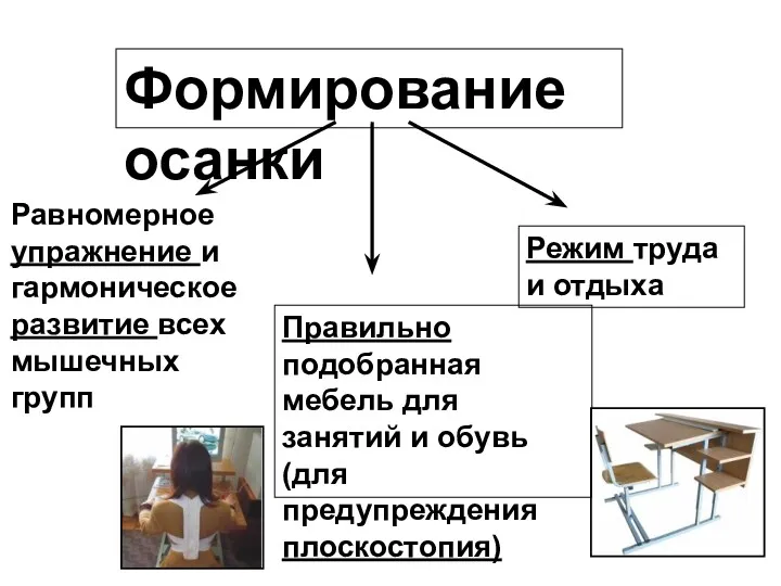 Формирование осанки Равномерное упражнение и гармоническое развитие всех мышечных групп