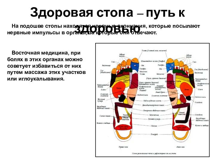 Здоровая стопа – путь к здоровью На подошве стопы находятся