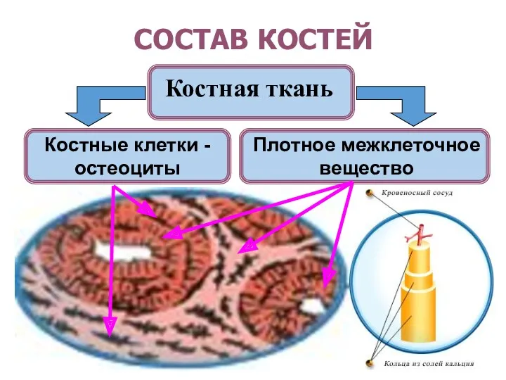 СОСТАВ КОСТЕЙ Костная ткань Костные клетки - остеоциты Плотное межклеточное вещество