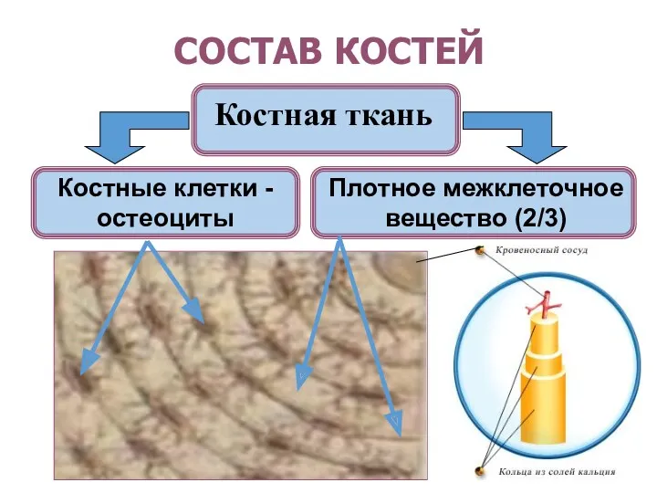 СОСТАВ КОСТЕЙ Костная ткань Костные клетки - остеоциты Плотное межклеточное вещество (2/3)