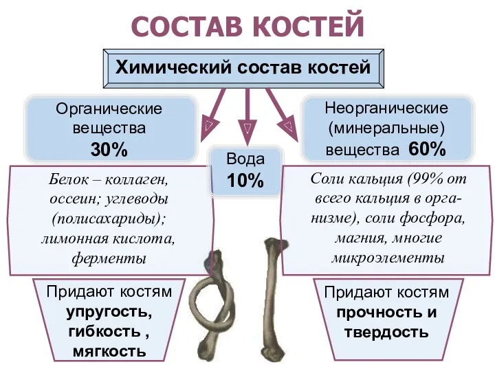 СОСТАВ КОСТЕЙ Химический состав костей Органические вещества 30% Неорганические (минеральные)