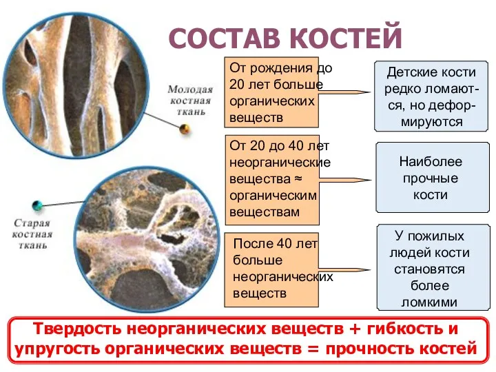 СОСТАВ КОСТЕЙ От рождения до 20 лет больше органических веществ