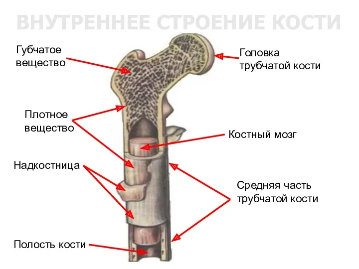 ВНУТРЕННЕЕ СТРОЕНИЕ КОСТИ Головка трубчатой кости Надкостница Средняя часть трубчатой