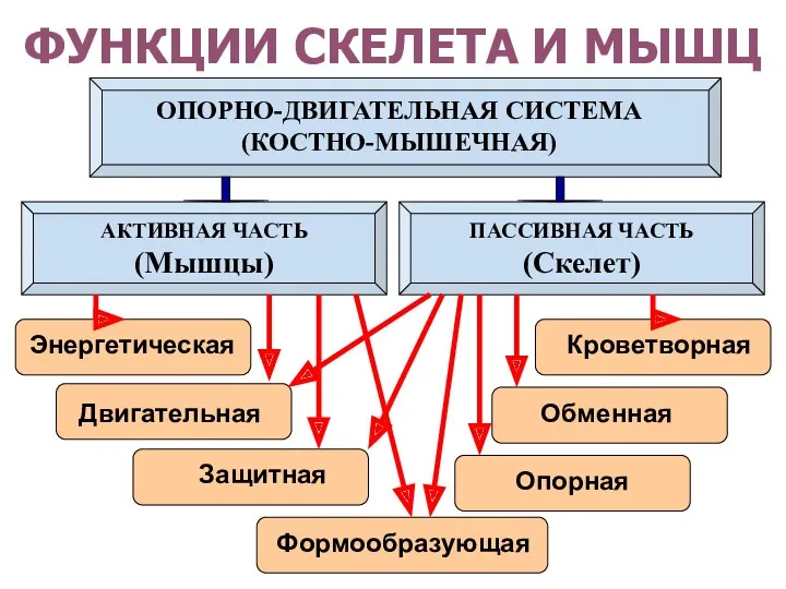 ОПОРНО-ДВИГАТЕЛЬНАЯ СИСТЕМА (КОСТНО-МЫШЕЧНАЯ) АКТИВНАЯ ЧАСТЬ (Мышцы) ПАССИВНАЯ ЧАСТЬ (Скелет) Энергетическая