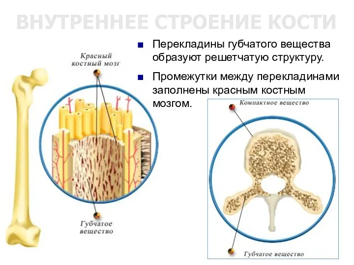 ВНУТРЕННЕЕ СТРОЕНИЕ КОСТИ Перекладины губчатого вещества образуют решетчатую структуру. Промежутки между перекладинами заполнены красным костным мозгом.