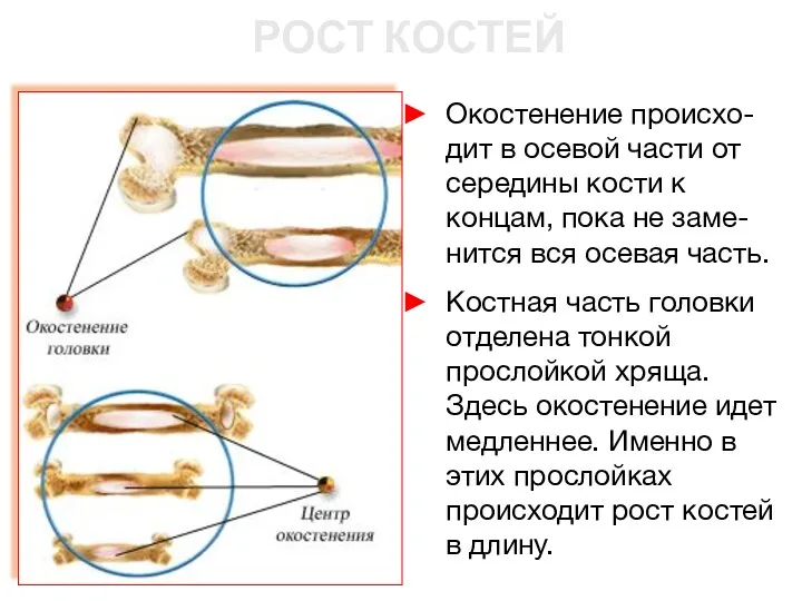 РОСТ КОСТЕЙ Окостенение происхо-дит в осевой части от середины кости