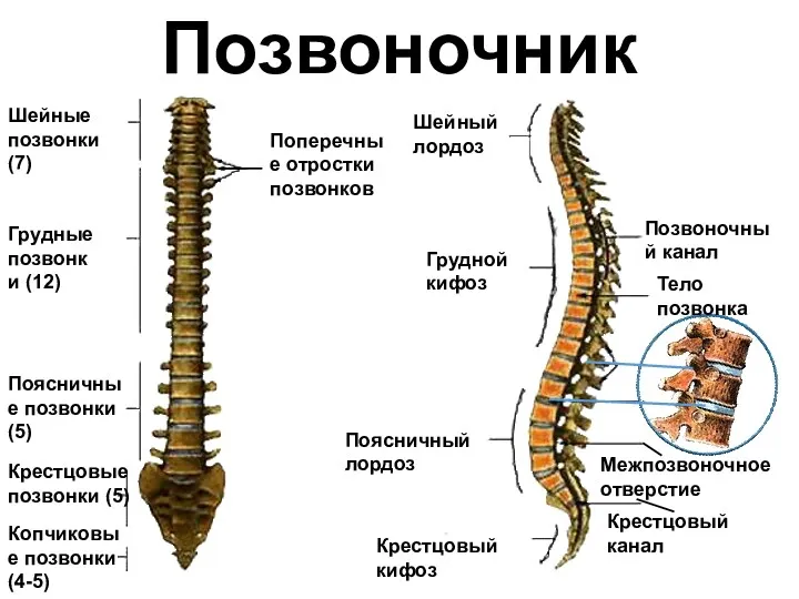 Шейные позвонки (7) Грудные позвонки (12) Поясничные позвонки (5) Крестцовые