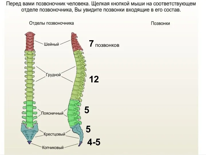 7 позвонков 12 5 5 4-5