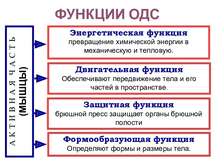 ФУНКЦИИ ОДС А К Т И В Н А Я