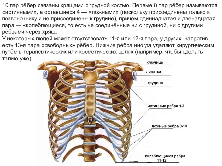 10 пар рёбер связаны хрящами с грудной костью. Первые 8