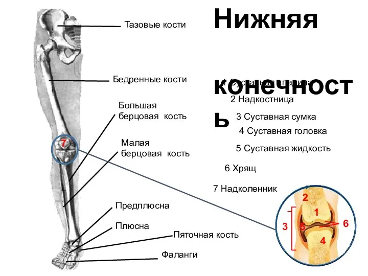 Тазовые кости Бедренные кости Большая берцовая кость Малая берцовая кость