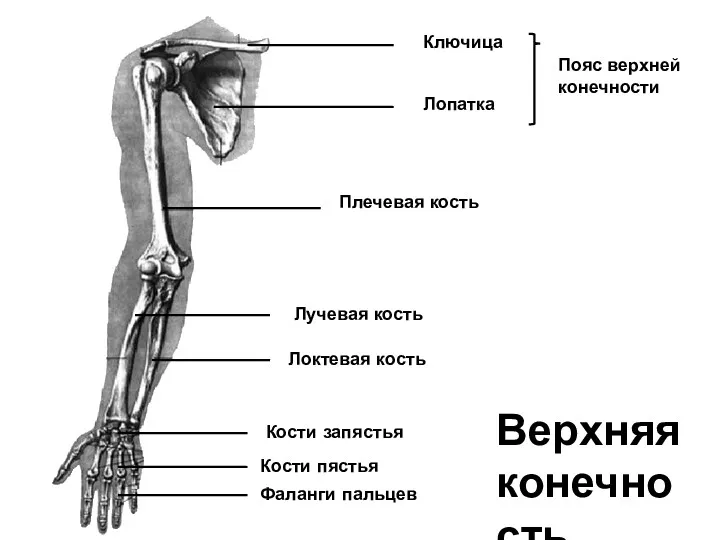 Ключица Лопатка Плечевая кость Локтевая кость Лучевая кость Кости запястья