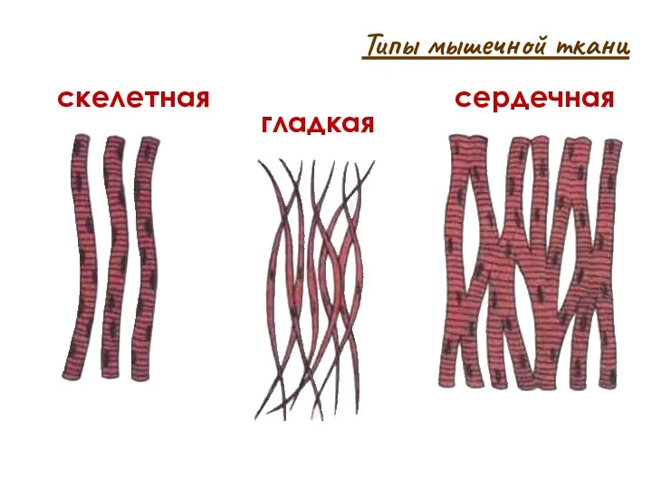 Типы мышечной ткани скелетная гладкая сердечная