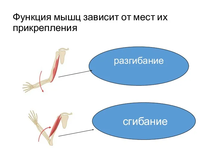 Функция мышц зависит от мест их прикрепления сгибание разгибание