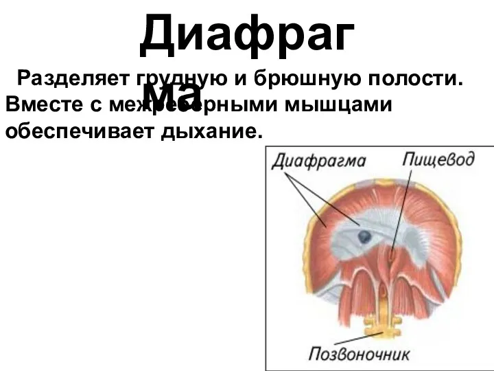 Разделяет грудную и брюшную полости. Вместе с межреберными мышцами обеспечивает дыхание. Диафрагма