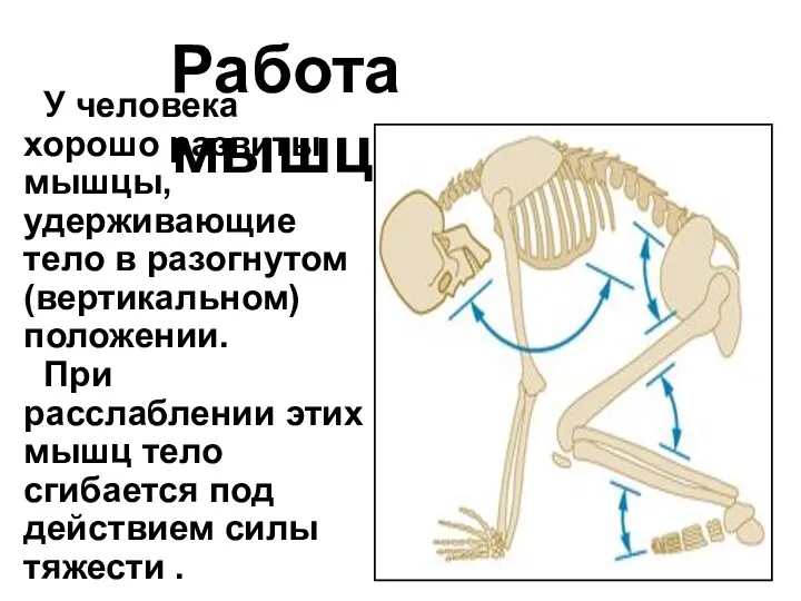 У человека хорошо развиты мышцы, удерживающие тело в разогнутом (вертикальном)