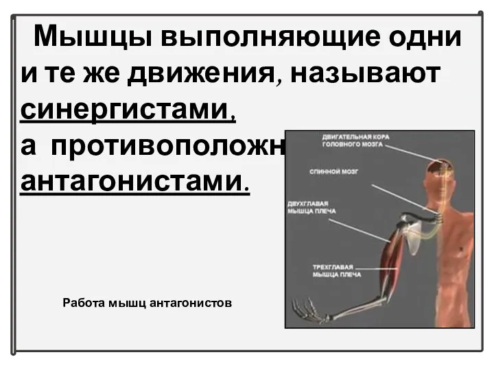 Мышцы выполняющие одни и те же движения, называют синергистами, а противоположное - антагонистами. Работа мышц антагонистов