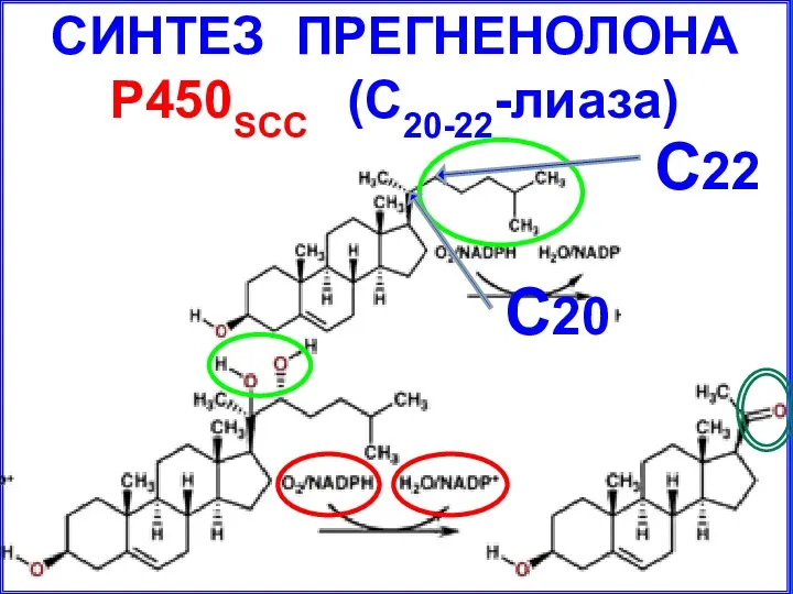 СИНТЕЗ ПРЕГНЕНОЛОНА P450SCC (С20-22-лиаза) С22 С20