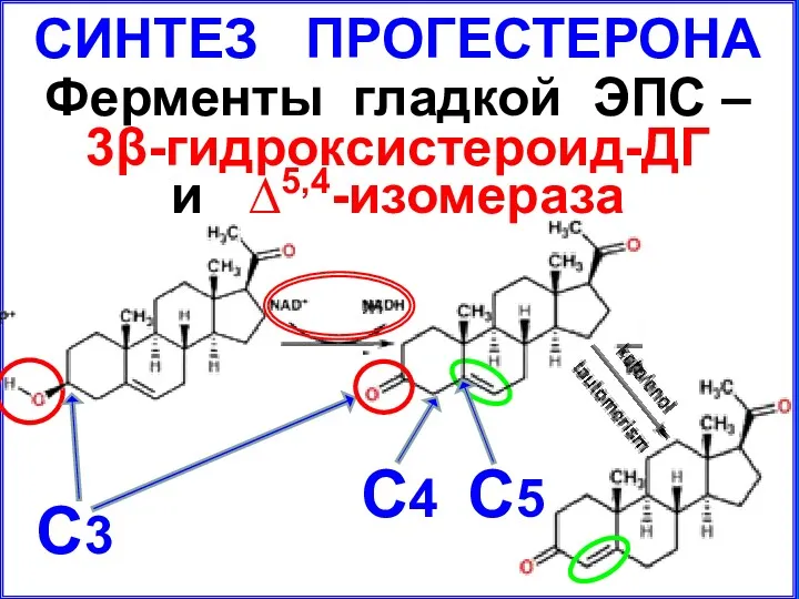 СИНТЕЗ ПРОГЕСТЕРОНА Ферменты гладкой ЭПС – 3β-гидроксистероид-ДГ и ∆5,4-изомераза С3 С4 С5