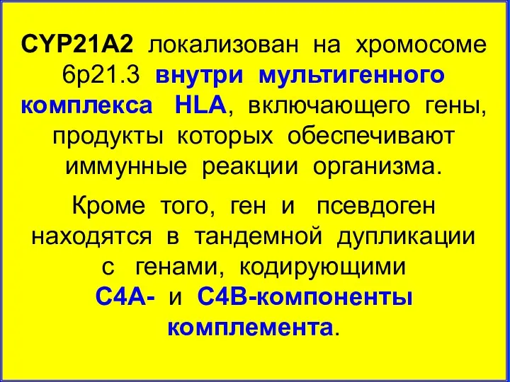 CYP21А2 локализован на хромосоме 6р21.3 внутри мультигенного комплекса HLA, включающего