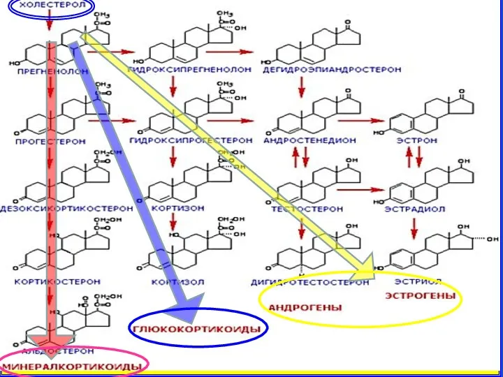 СХЕМА ПУТЕЙ СИНТЕЗА СТЕРОИДНЫХ ГОРМОНОВ В КОРКОВОМ СЛОЕ НАДПОЧЕЧНИКОВ