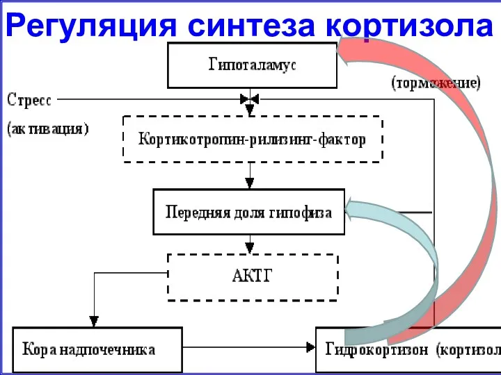 Регуляция синтеза кортизола