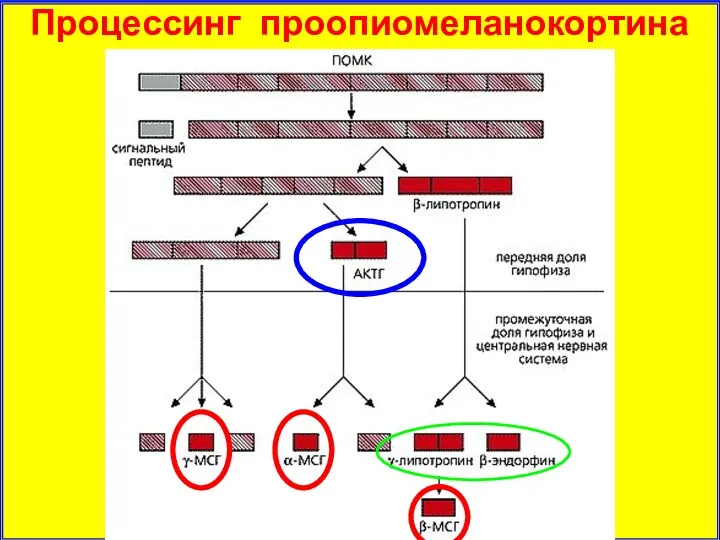 Процессинг проопиомеланокортина