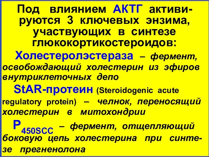 Под влиянием АКТГ активи-руются 3 ключевых энзима, участвующих в синтезе