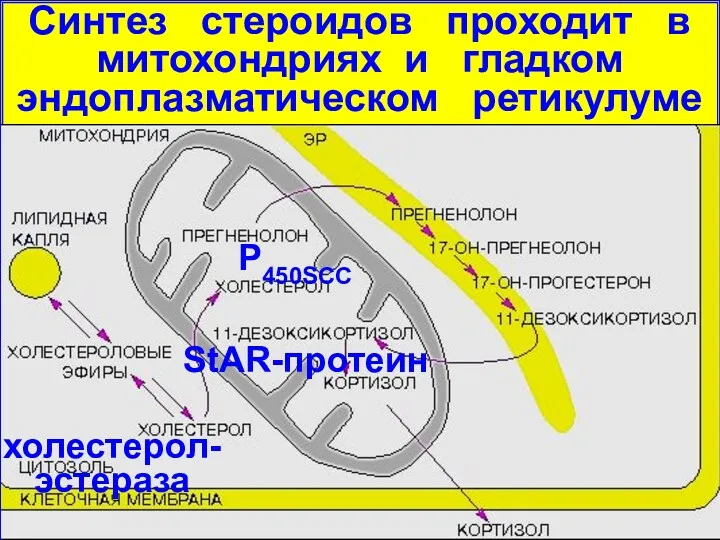 Синтез стероидов проходит в митохондриях и гладком эндоплазматическом ретикулуме холестерол-эстераза StAR-протеин P450SCC