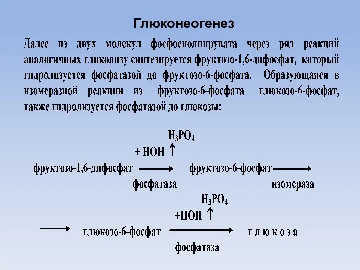 Глюконеогенез