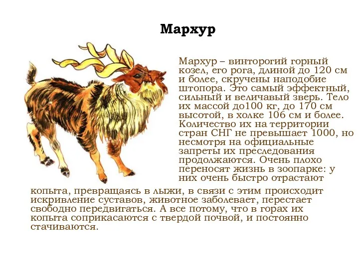 Мархур Мархур – винторогий горный козел, его рога, длиной до