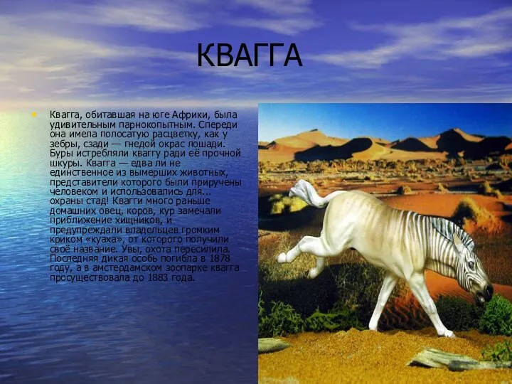 КВАГГА Квагга, обитавшая на юге Африки, была удивительным парнокопытным. Спереди