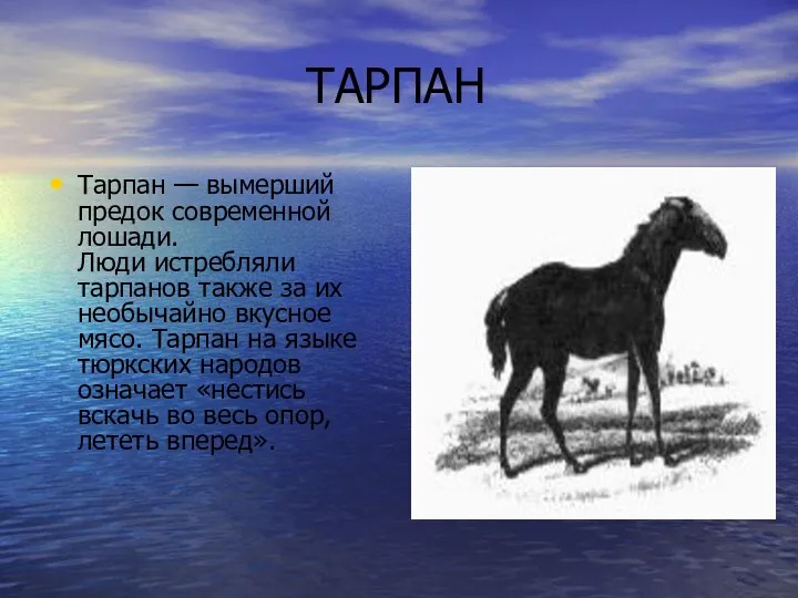 ТАРПАН Тарпан — вымерший предок современной лошади. Люди истребляли тарпанов